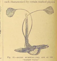 Picture 77 of 273 from Our Earth and its Story: a popular treatise on physical geography. Edited by R. Brown. With ... coloured plates and maps, etc (1899), leaf 120