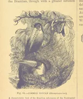 An illustration from Our Earth and its Story: a popular treatise on physical geography. Edited by R. Brown. With ... coloured plates and maps, etc (1899)