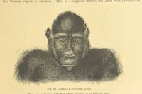 An illustration from Our Earth and its Story: a popular treatise on physical geography. Edited by R. Brown. With ... coloured plates and maps, etc (1899)
