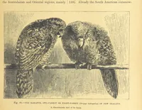An illustration from Our Earth and its Story: a popular treatise on physical geography. Edited by R. Brown. With ... coloured plates and maps, etc (1899)