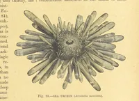 An illustration from Our Earth and its Story: a popular treatise on physical geography. Edited by R. Brown. With ... coloured plates and maps, etc (1899)