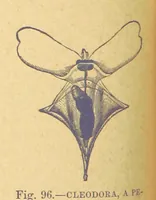 Picture 87 of 273 from Our Earth and its Story: a popular treatise on physical geography. Edited by R. Brown. With ... coloured plates and maps, etc (1899), leaf 134