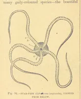 An illustration from Our Earth and its Story: a popular treatise on physical geography. Edited by R. Brown. With ... coloured plates and maps, etc (1899)