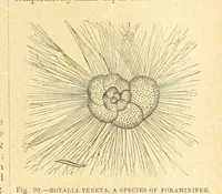 An illustration from Our Earth and its Story: a popular treatise on physical geography. Edited by R. Brown. With ... coloured plates and maps, etc (1899)