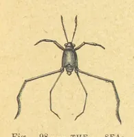 An illustration from Our Earth and its Story: a popular treatise on physical geography. Edited by R. Brown. With ... coloured plates and maps, etc (1899)