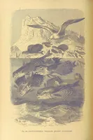An illustration from Our Earth and its Story: a popular treatise on physical geography. Edited by R. Brown. With ... coloured plates and maps, etc (1899)
