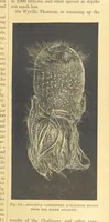 Picture 94 of 273 from Our Earth and its Story: a popular treatise on physical geography. Edited by R. Brown. With ... coloured plates and maps, etc (1899), leaf 137