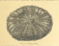An illustration from Our Earth and its Story: a popular treatise on physical geography. Edited by R. Brown. With ... coloured plates and maps, etc (1899)