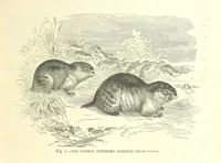 An illustration from Our Earth and its Story: a popular treatise on physical geography. Edited by R. Brown. With ... coloured plates and maps, etc (1899)