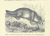 Picture 3 of 273 from Our Earth and its Story: a popular treatise on physical geography. Edited by R. Brown. With ... coloured plates and maps, etc (1899), leaf 20