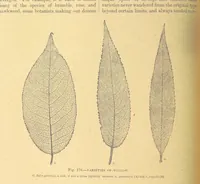 Picture 169 of 273 from Our Earth and its Story: a popular treatise on physical geography. Edited by R. Brown. With ... coloured plates and maps, etc (1899), leaf 204