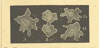 An illustration from Our Earth and its Story: a popular treatise on physical geography. Edited by R. Brown. With ... coloured plates and maps, etc (1899)
