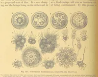 An illustration from Our Earth and its Story: a popular treatise on physical geography. Edited by R. Brown. With ... coloured plates and maps, etc (1899)