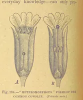 Picture 176 of 273 from Our Earth and its Story: a popular treatise on physical geography. Edited by R. Brown. With ... coloured plates and maps, etc (1899), leaf 210