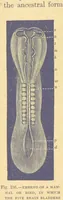 Picture 178 of 273 from Our Earth and its Story: a popular treatise on physical geography. Edited by R. Brown. With ... coloured plates and maps, etc (1899), leaf 212