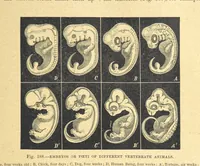 Picture 180 of 273 from Our Earth and its Story: a popular treatise on physical geography. Edited by R. Brown. With ... coloured plates and maps, etc (1899), leaf 213