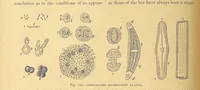 An illustration from Our Earth and its Story: a popular treatise on physical geography. Edited by R. Brown. With ... coloured plates and maps, etc (1899)