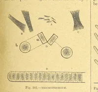 Picture 191 of 273 from Our Earth and its Story: a popular treatise on physical geography. Edited by R. Brown. With ... coloured plates and maps, etc (1899), leaf 227