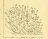Picture 192 of 273 from Our Earth and its Story: a popular treatise on physical geography. Edited by R. Brown. With ... coloured plates and maps, etc (1899), leaf 227