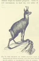 Picture 8 of 273 from Our Earth and its Story: a popular treatise on physical geography. Edited by R. Brown. With ... coloured plates and maps, etc (1899), leaf 24