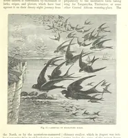 An illustration from Our Earth and its Story: a popular treatise on physical geography. Edited by R. Brown. With ... coloured plates and maps, etc (1899)