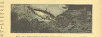 An illustration from Our Earth and its Story: a popular treatise on physical geography. Edited by R. Brown. With ... coloured plates and maps, etc (1899)