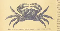 An illustration from Our Earth and its Story: a popular treatise on physical geography. Edited by R. Brown. With ... coloured plates and maps, etc (1899)