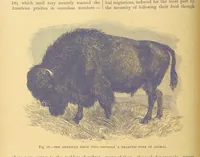 An illustration from Our Earth and its Story: a popular treatise on physical geography. Edited by R. Brown. With ... coloured plates and maps, etc (1899)