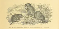 An illustration from Our Earth and its Story: a popular treatise on physical geography. Edited by R. Brown. With ... coloured plates and maps, etc (1899)