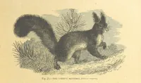 An illustration from Our Earth and its Story: a popular treatise on physical geography. Edited by R. Brown. With ... coloured plates and maps, etc (1899)