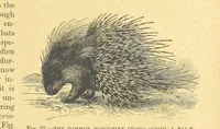 An illustration from Our Earth and its Story: a popular treatise on physical geography. Edited by R. Brown. With ... coloured plates and maps, etc (1899)
