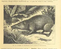 An illustration from Our Earth and its Story: a popular treatise on physical geography. Edited by R. Brown. With ... coloured plates and maps, etc (1899)