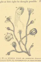 An illustration from Our Earth and its Story: a popular treatise on physical geography. Edited by R. Brown. With ... coloured plates and maps, etc (1899)