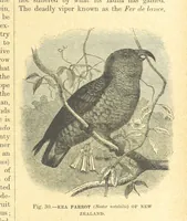 Picture 26 of 273 from Our Earth and its Story: a popular treatise on physical geography. Edited by R. Brown. With ... coloured plates and maps, etc (1899), leaf 61
