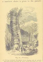 Picture 34 of 273 from Our Earth and its Story: a popular treatise on physical geography. Edited by R. Brown. With ... coloured plates and maps, etc (1899), leaf 74