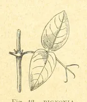 Picture 35 of 273 from Our Earth and its Story: a popular treatise on physical geography. Edited by R. Brown. With ... coloured plates and maps, etc (1899), leaf 75
