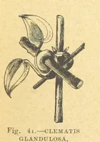 An illustration from Our Earth and its Story: a popular treatise on physical geography. Edited by R. Brown. With ... coloured plates and maps, etc (1899)