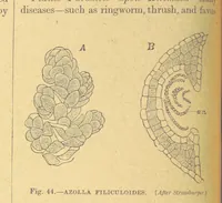 An illustration from Our Earth and its Story: a popular treatise on physical geography. Edited by R. Brown. With ... coloured plates and maps, etc (1899)