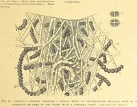 Picture 40 of 273 from Our Earth and its Story: a popular treatise on physical geography. Edited by R. Brown. With ... coloured plates and maps, etc (1899), leaf 77