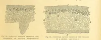 Picture 41 of 273 from Our Earth and its Story: a popular treatise on physical geography. Edited by R. Brown. With ... coloured plates and maps, etc (1899), leaf 77