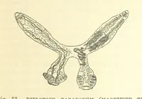 An illustration from Our Earth and its Story: a popular treatise on physical geography. Edited by R. Brown. With ... coloured plates and maps, etc (1899)