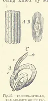 An illustration from Our Earth and its Story: a popular treatise on physical geography. Edited by R. Brown. With ... coloured plates and maps, etc (1899)