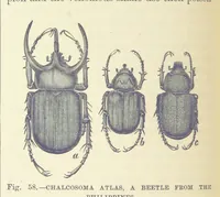 Picture 51 of 273 from Our Earth and its Story: a popular treatise on physical geography. Edited by R. Brown. With ... coloured plates and maps, etc (1899), leaf 88