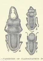 Picture 52 of 273 from Our Earth and its Story: a popular treatise on physical geography. Edited by R. Brown. With ... coloured plates and maps, etc (1899), leaf 88