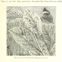 Picture 53 of 273 from Our Earth and its Story: a popular treatise on physical geography. Edited by R. Brown. With ... coloured plates and maps, etc (1899), leaf 91