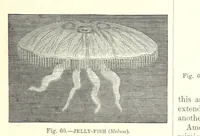 An illustration from Our Earth and its Story: a popular treatise on physical geography. Edited by R. Brown. With ... coloured plates and maps, etc (1899)