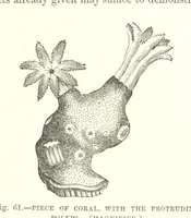 An illustration from Our Earth and its Story: a popular treatise on physical geography. Edited by R. Brown. With ... coloured plates and maps, etc (1899)