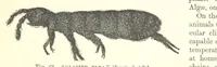 An illustration from Our Earth and its Story: a popular treatise on physical geography. Edited by R. Brown. With ... coloured plates and maps, etc (1899)