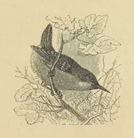 An illustration from Gerard Mastyn, the son of a genius, etc (1877)