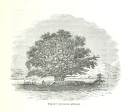 An illustration from Voyage aux grands lacs de l'Afrique Orientale ... Ouvrage traduit ... par Mme H. Loreau, et illustré de 37 vignettes (1862)